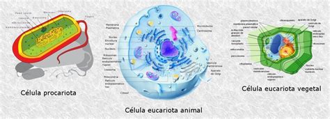 de acordo com a teoria evolucionista,a célula ancestral apresentava certa simplicidade estrutural e